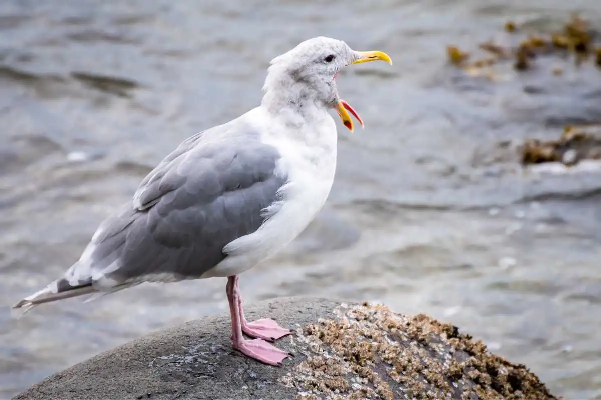 Argentatus Herring Gull: A Closer Look at This European Seabird