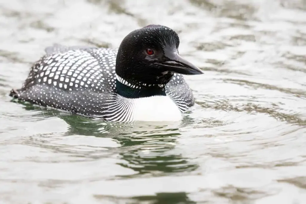 How Canadian Loons Are Affected by Water Pollution