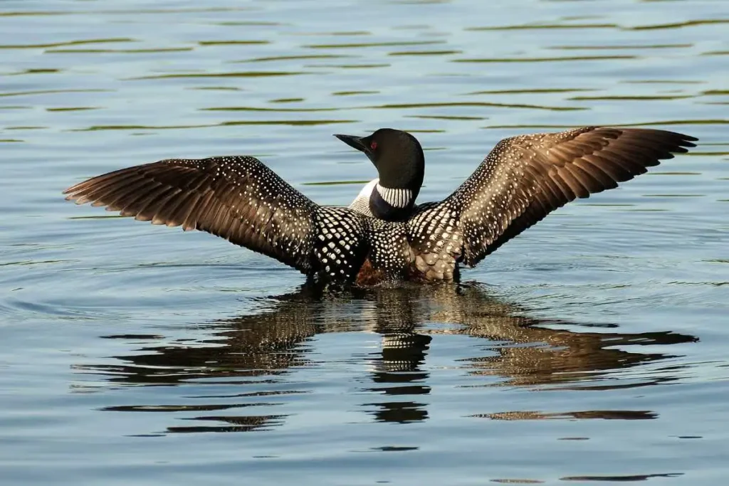 How Canadian Loons Are Affected by Water Pollution