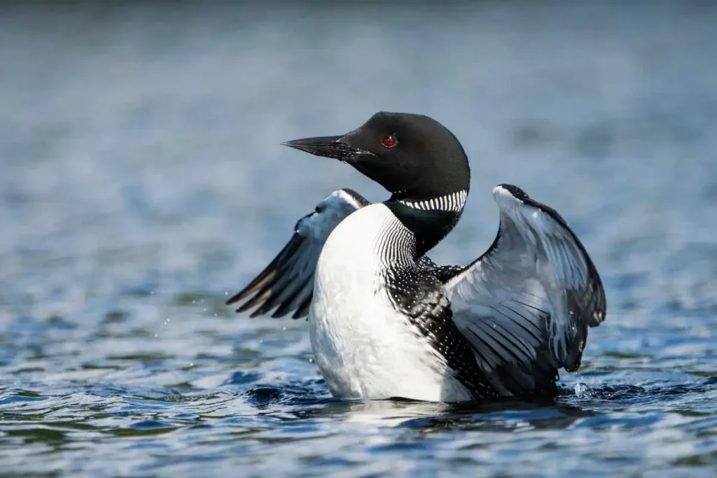 How Canadian Loons Are Affected by Water Pollution