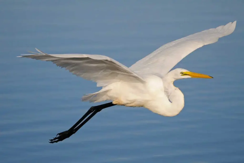 Why Protecting Marshlands is Critical for Great Egrets