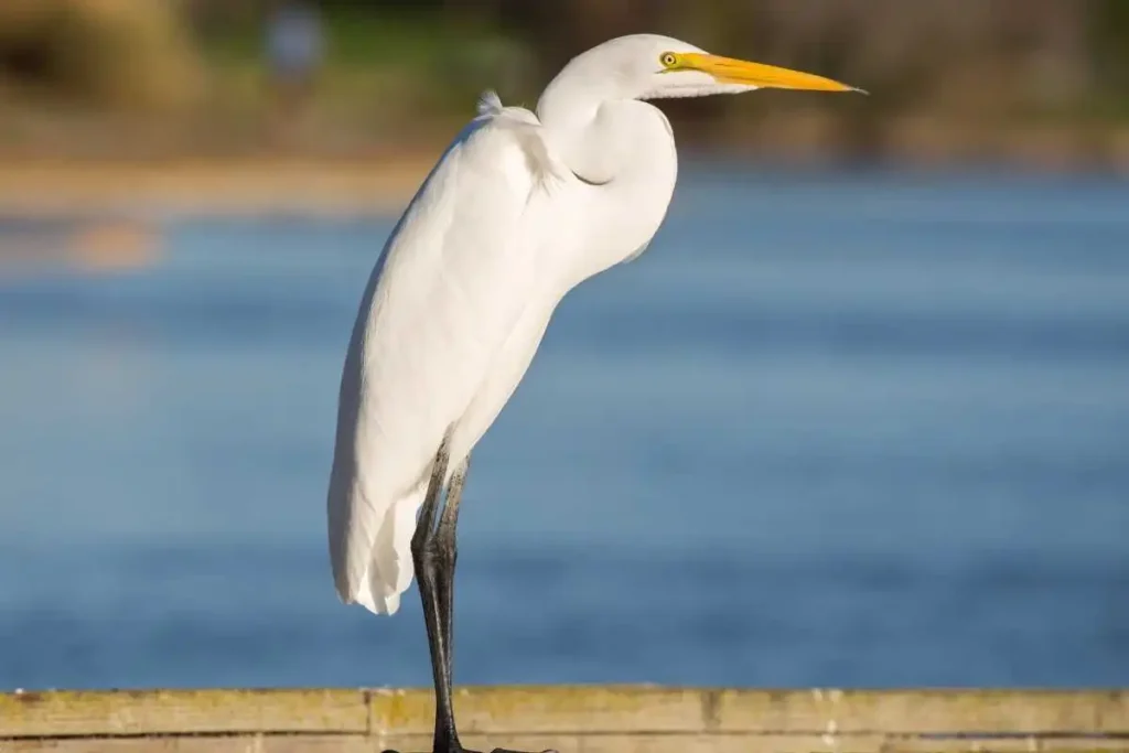 Why Protecting Marshlands is Critical for Great Egrets