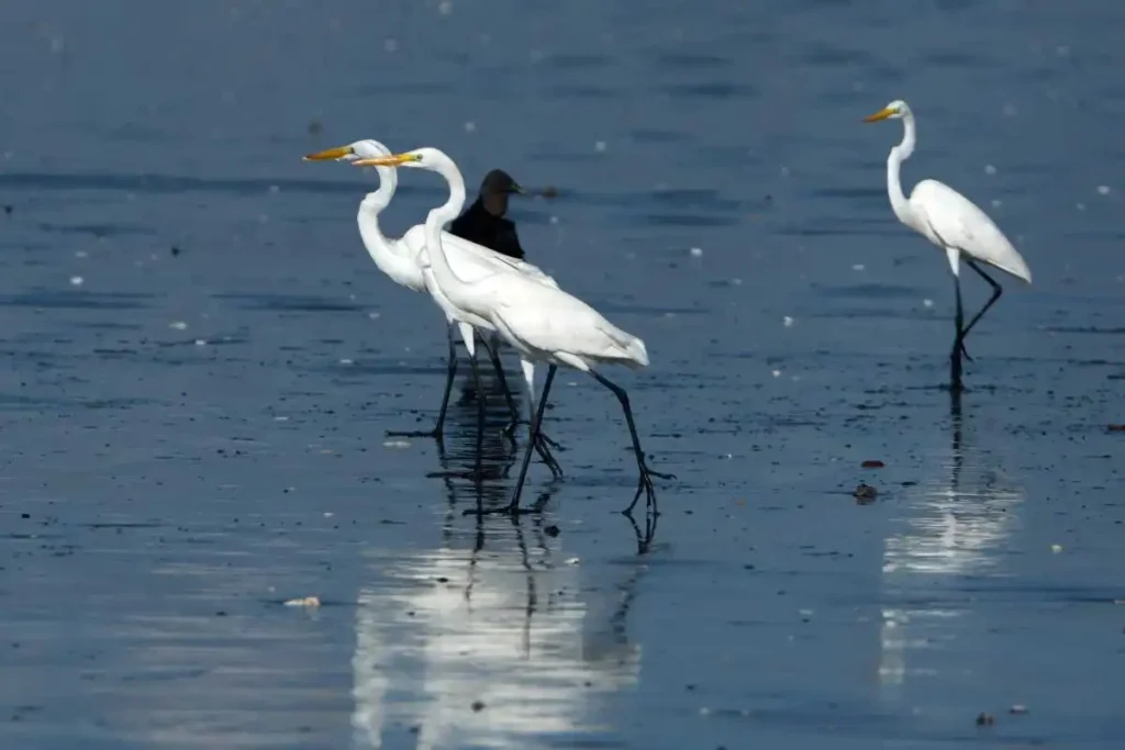 Why Protecting Marshlands is Critical for Great Egrets