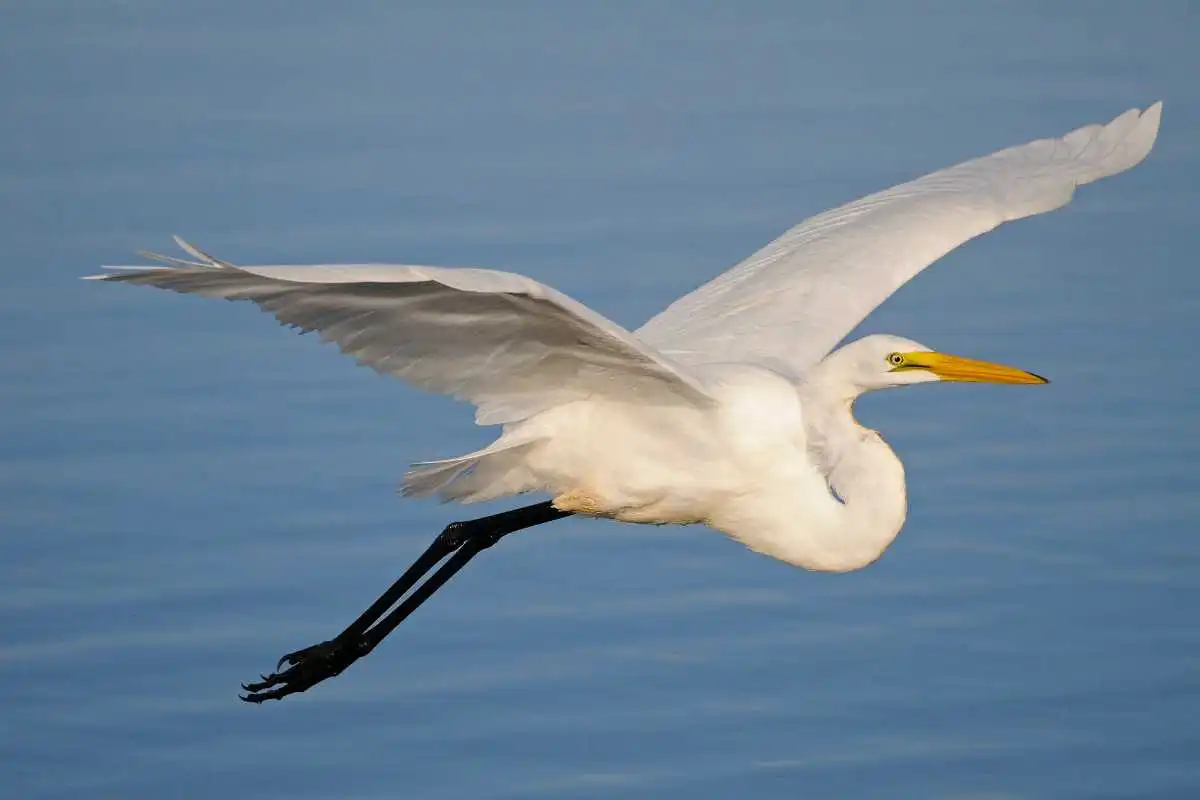 Why Protecting Marshlands is Critical for Great Egrets