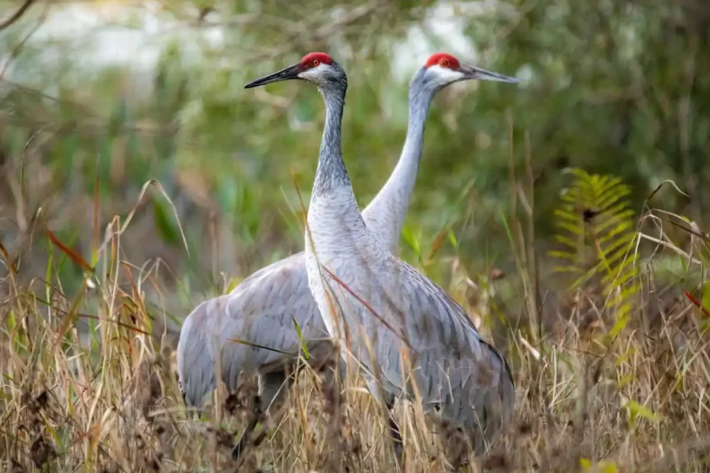 How to Support Conservation for Sandhill Cranes