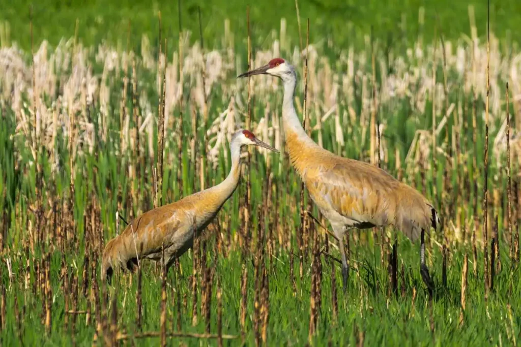 How to Support Conservation for Sandhill Cranes