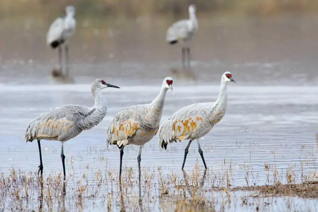 How to Support Conservation for Sandhill Cranes