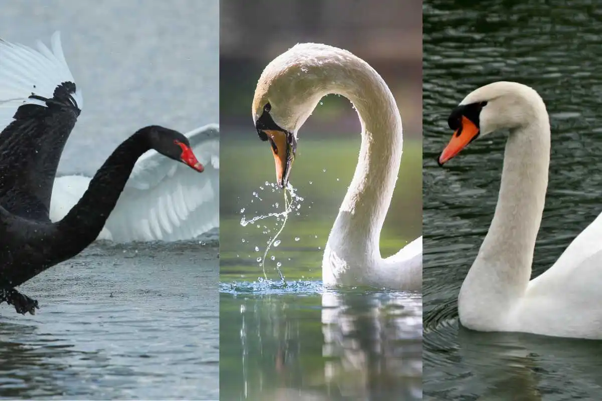 Swan Breeds Around the World