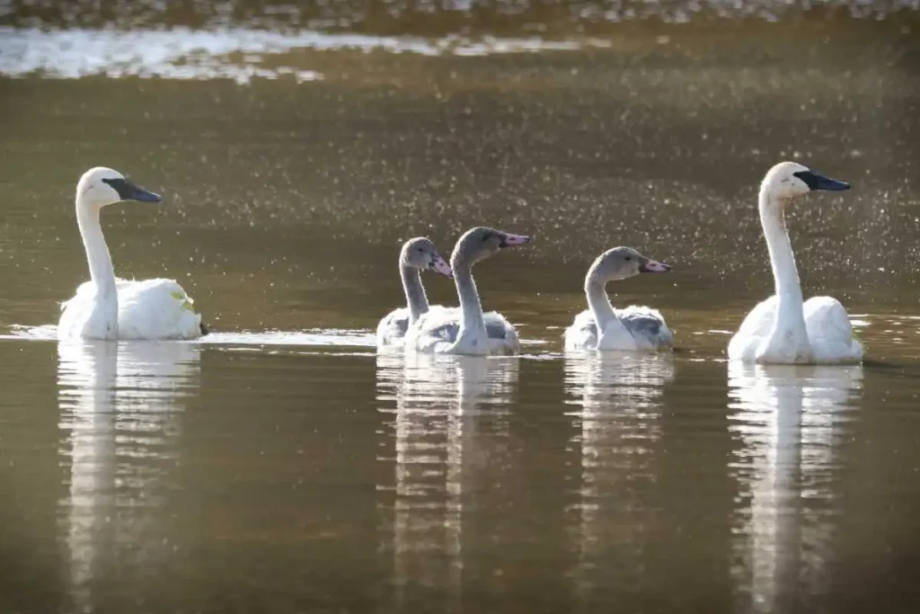 How Trumpeter Swans Are Protected in North America