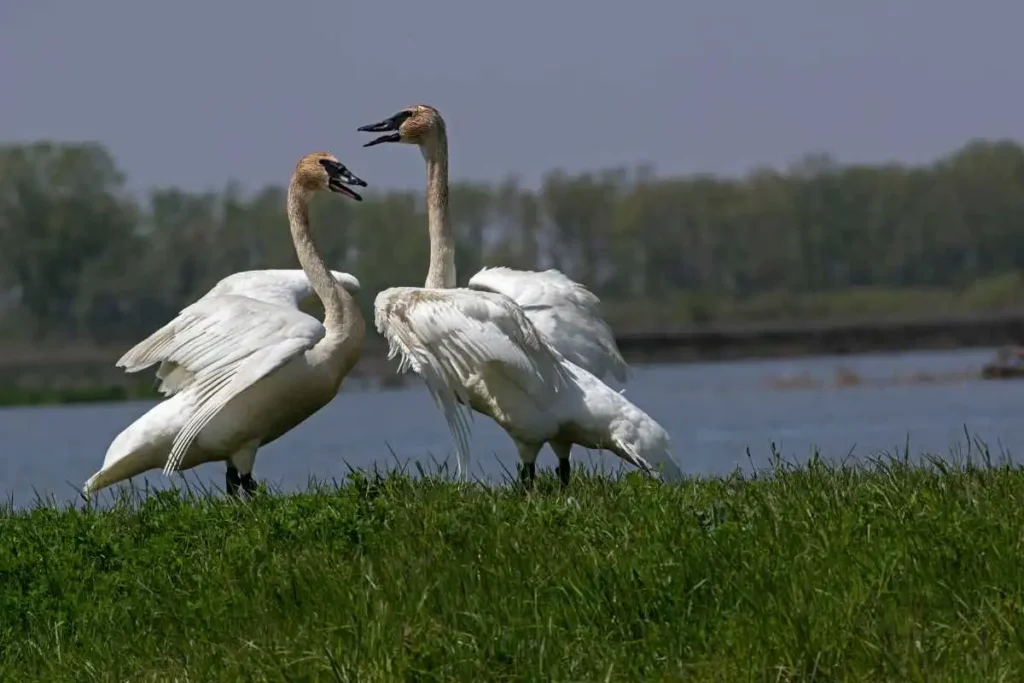 How Trumpeter Swans Are Protected in North America