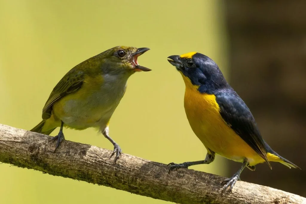 How to Identify Birds by Their Songs