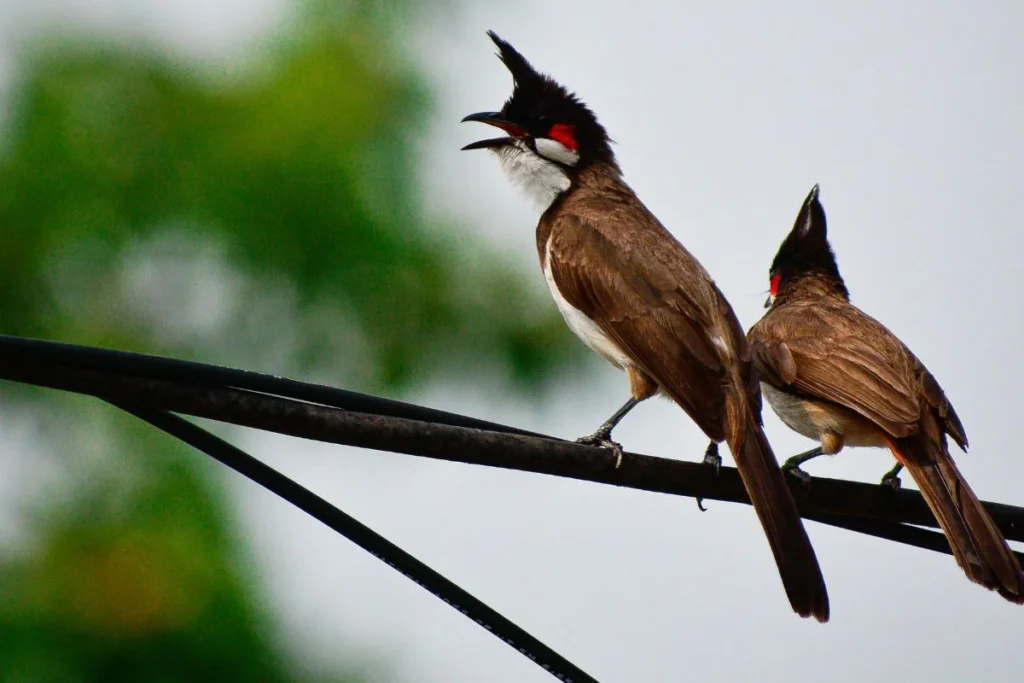 How to Identify Birds by Their Songs