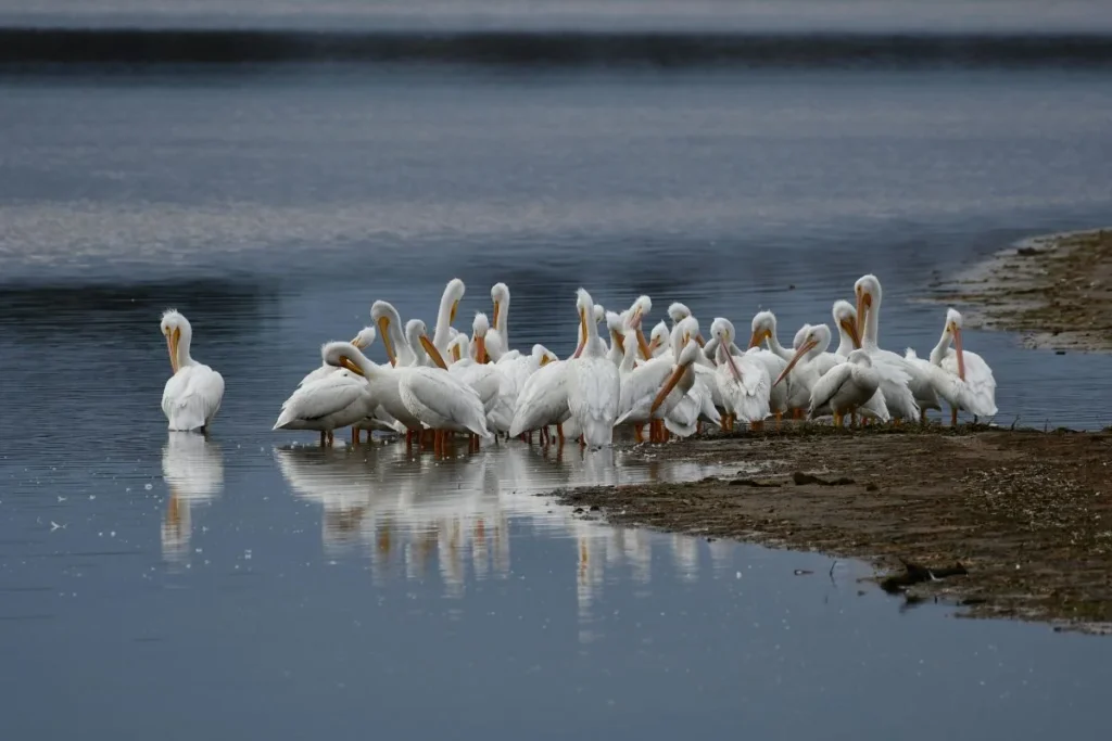 How to Spot Migrating Birds in Your Area