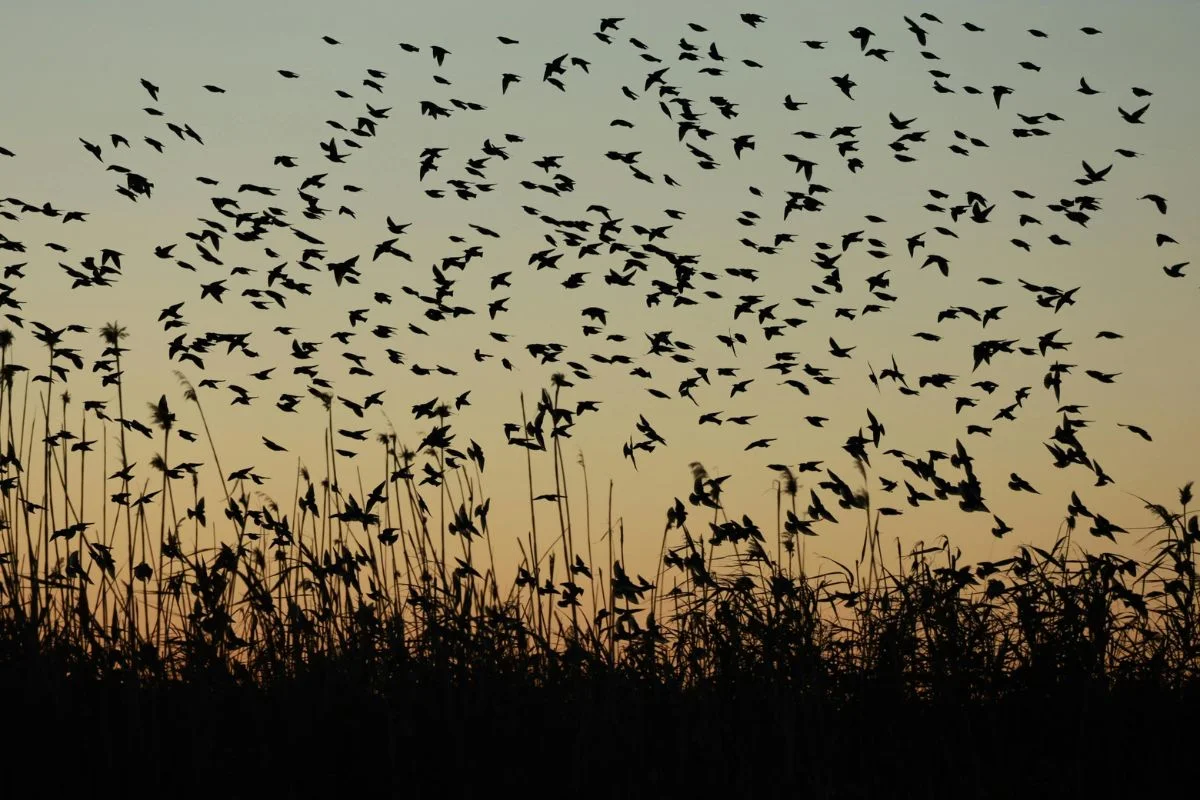 How to Spot Migrating Birds in Your Area