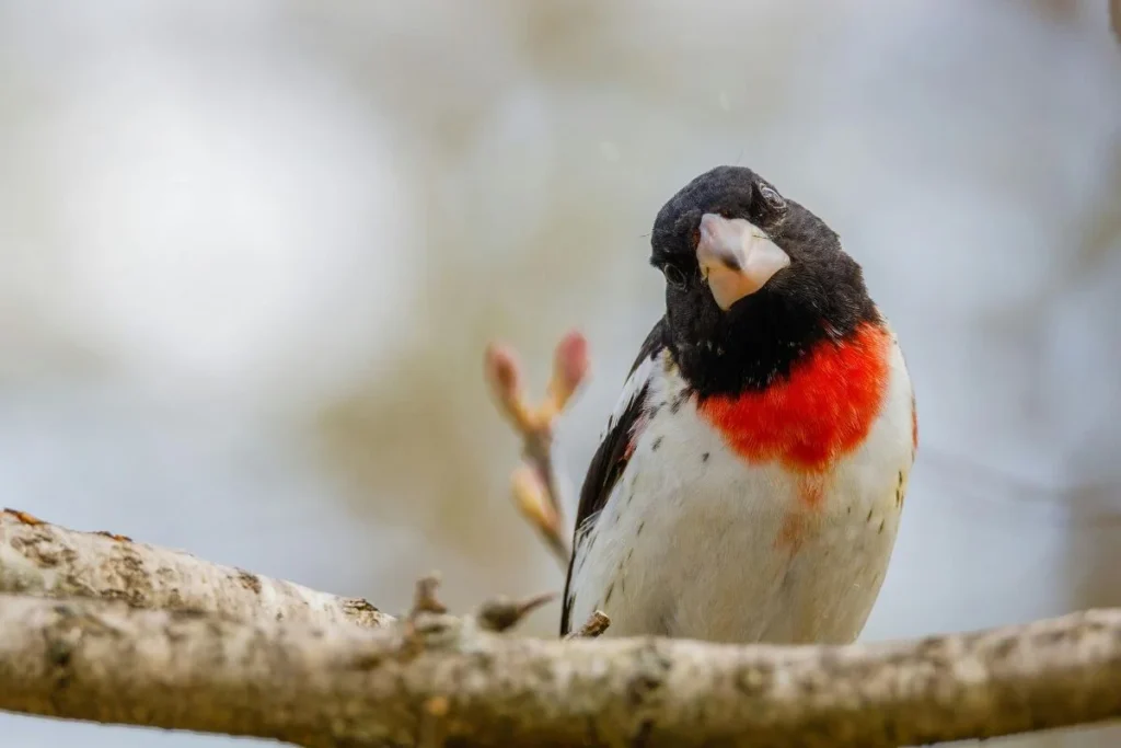 Best Birdwatching Locations in the US Near Water