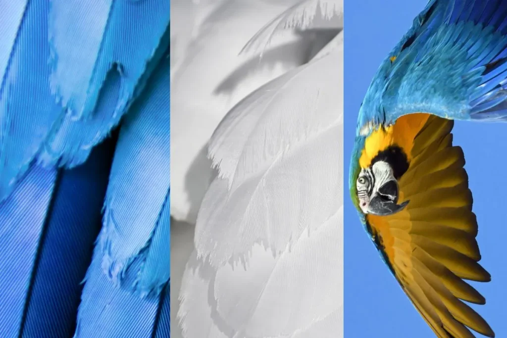 How to Identify Birds by Wing Patterns