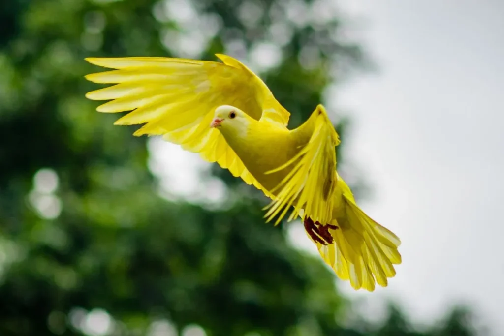 How to Identify Birds by Wing Patterns