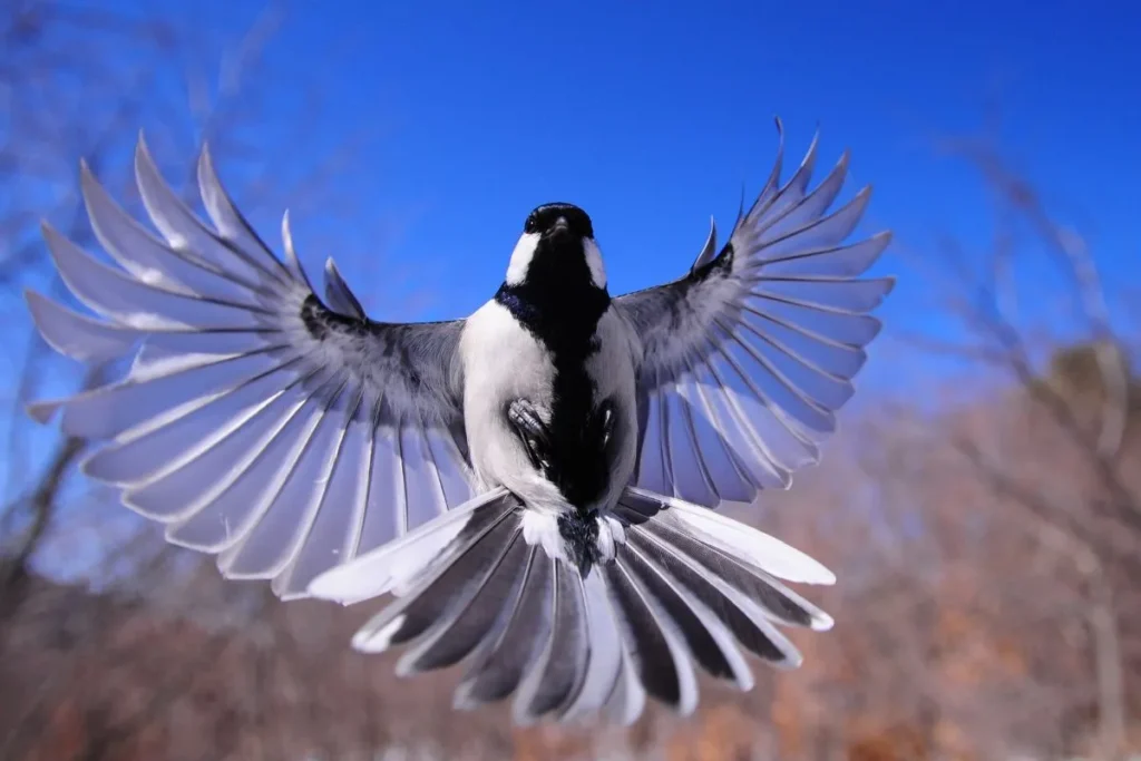 How to Identify Birds by Wing Patterns