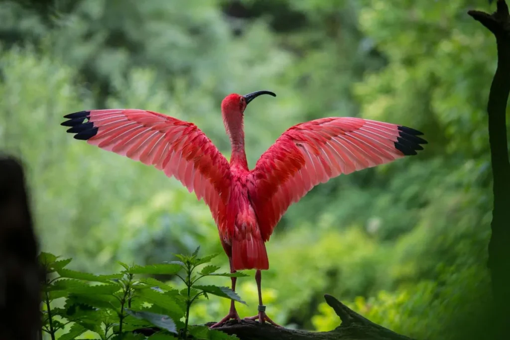 How to Identify Birds by Wing Patterns