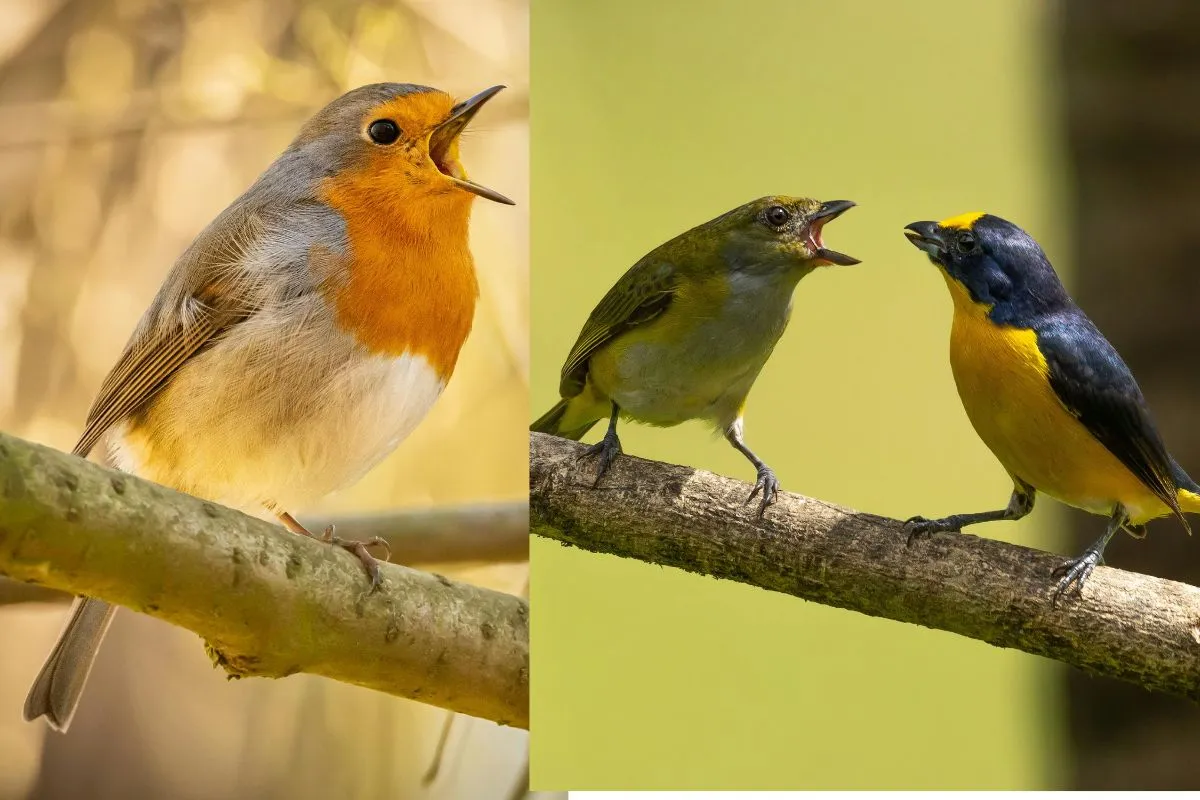 How to Identify Birds by Their Songs