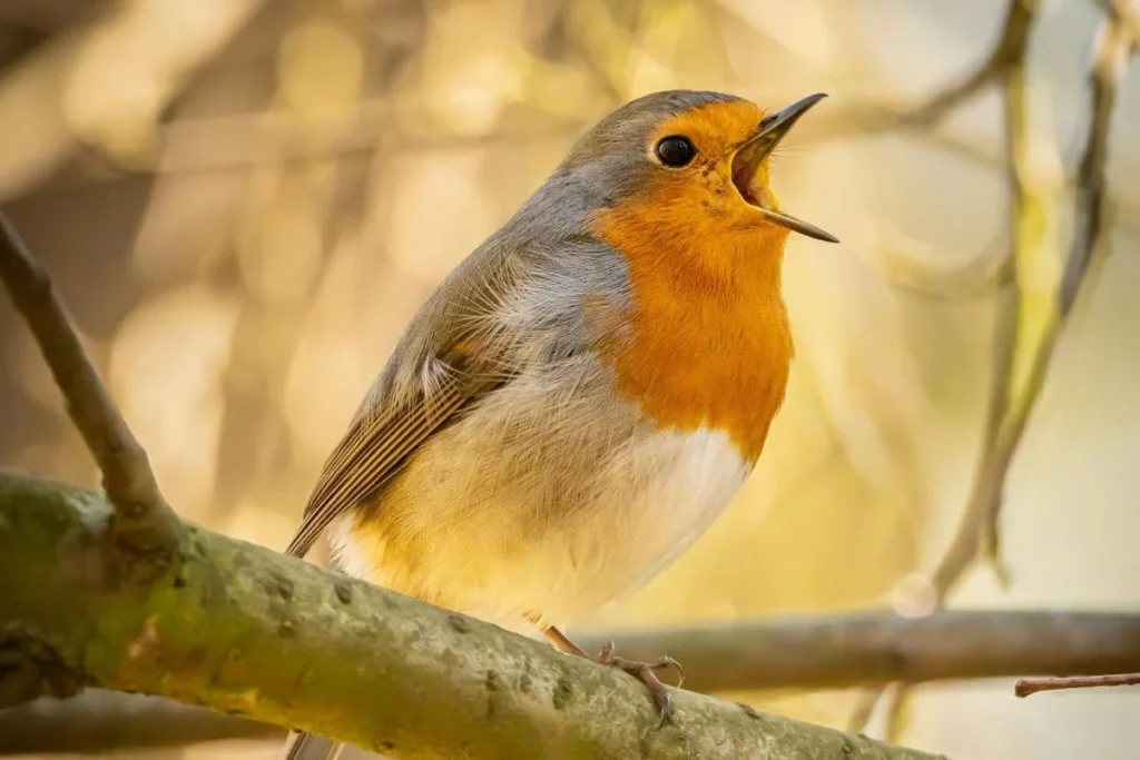 How to Identify Birds by Their Songs