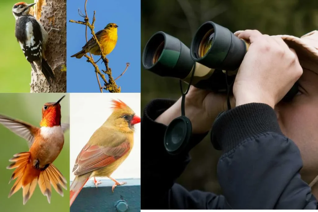 How to Choose the Right Birdwatching Spot