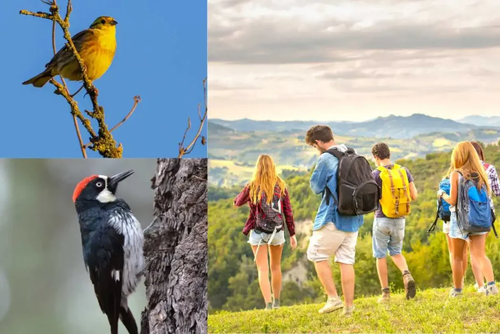 Best Birdwatching Tours in South America