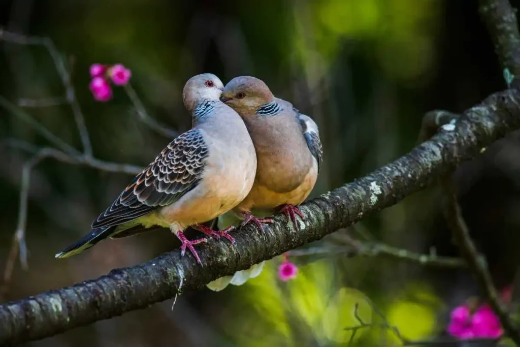 Best Birdwatching Trails in North America: Top Birding Spots