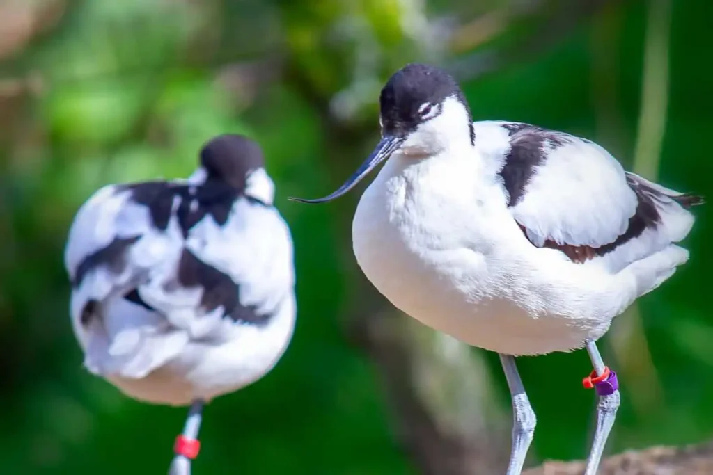 Best Birdwatching Trails in North America: Top Birding Spots