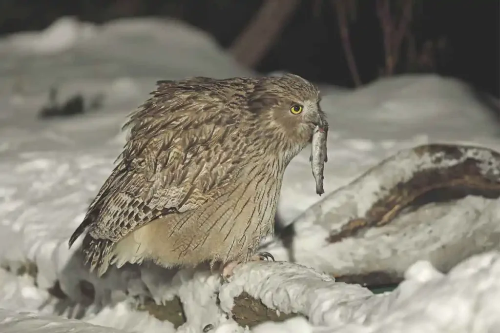 Exploring Different Owl Species Around the World