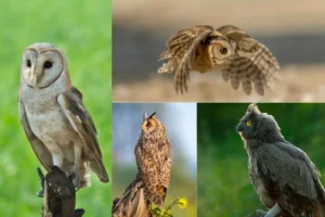 Exploring Different Owl Species Around the World