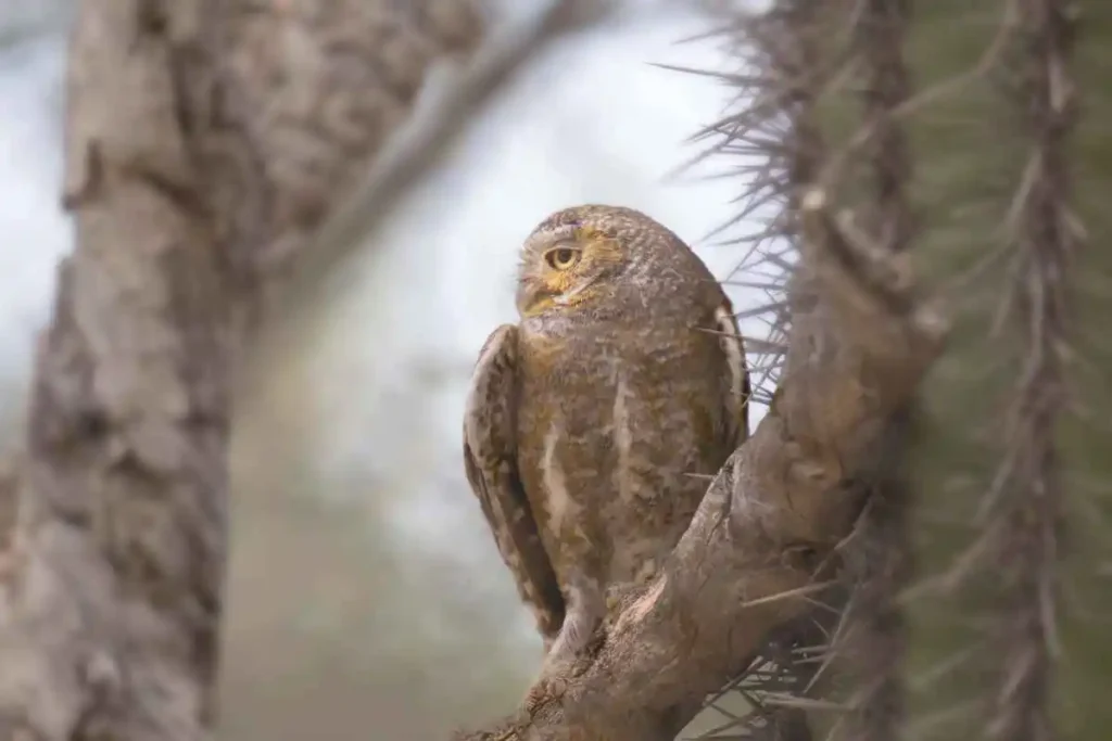 Exploring Different Owl Species Around the World