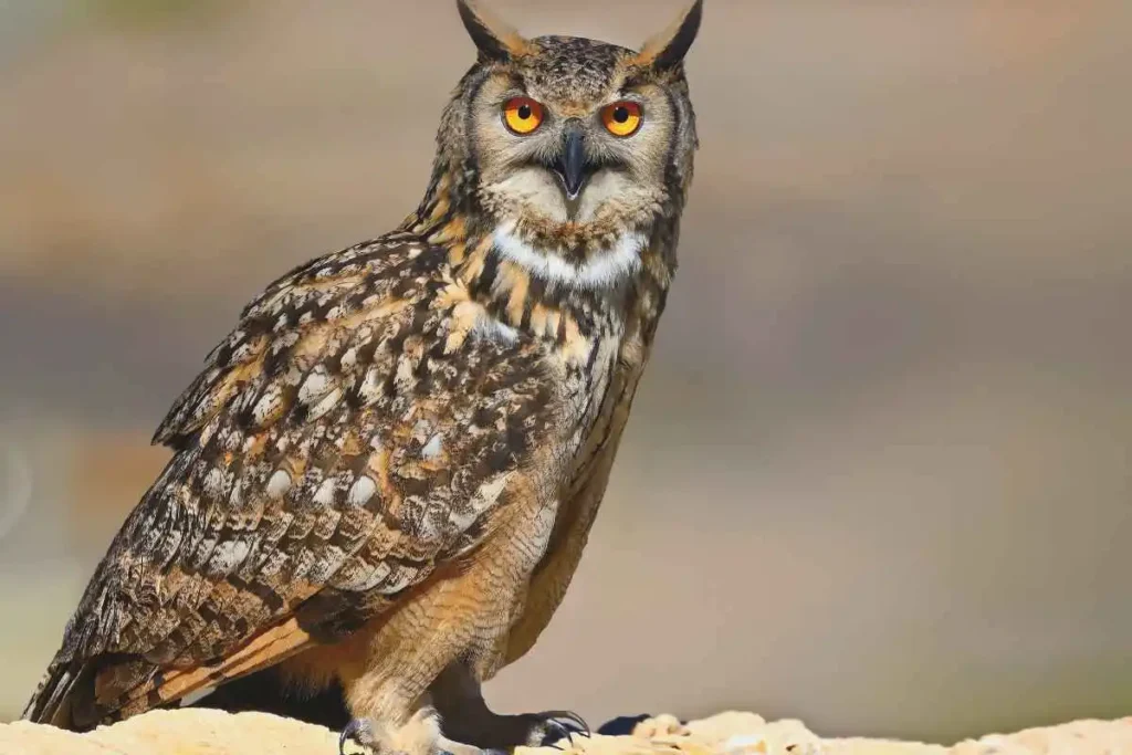 Exploring Different Owl Species Around the World