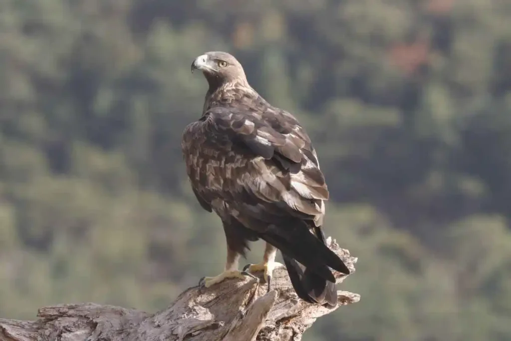 Golden Eagle Conservation Efforts: Protecting a Sky Predator