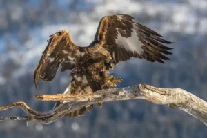 Golden Eagle Conservation Efforts: Protecting a Sky Predator