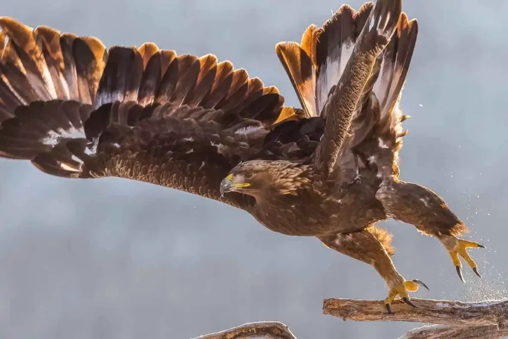 Golden Eagle Conservation Efforts: Protecting a Sky Predator