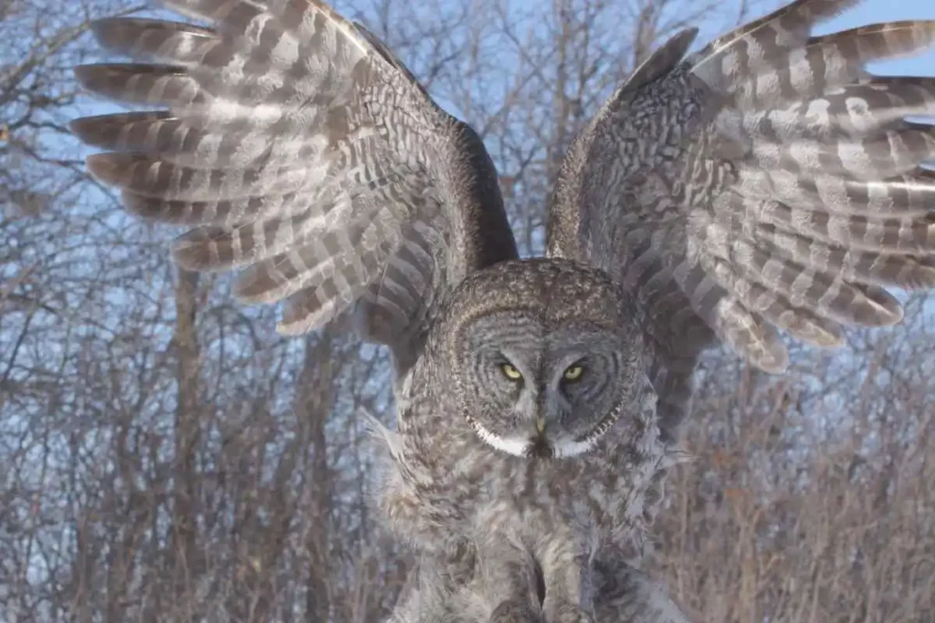 Exploring Different Owl Species Around the World