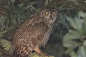 Night Owl Characteristics and Hunting Habits: What Makes Them Top Predators?