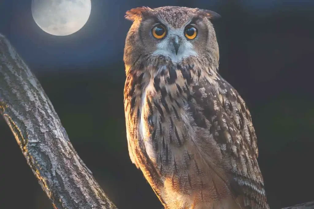 Night Owl Characteristics and Hunting Habits: What Makes Them Top Predators?