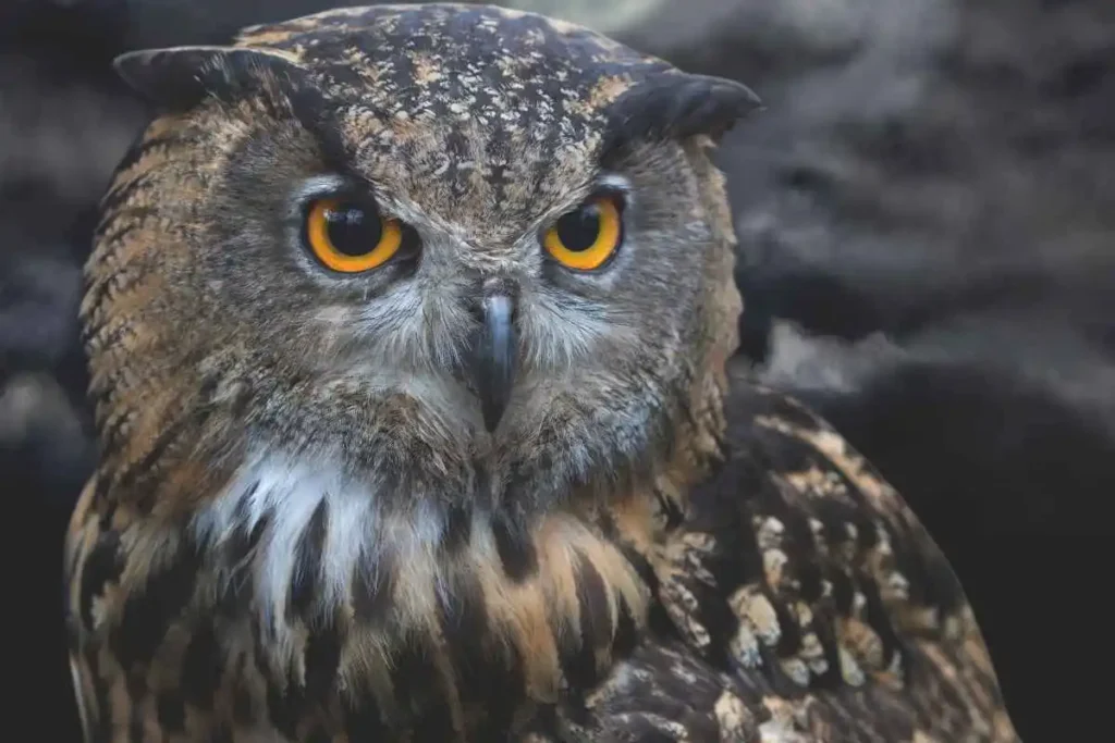 Night Owl Characteristics and Hunting Habits: What Makes Them Top Predators?