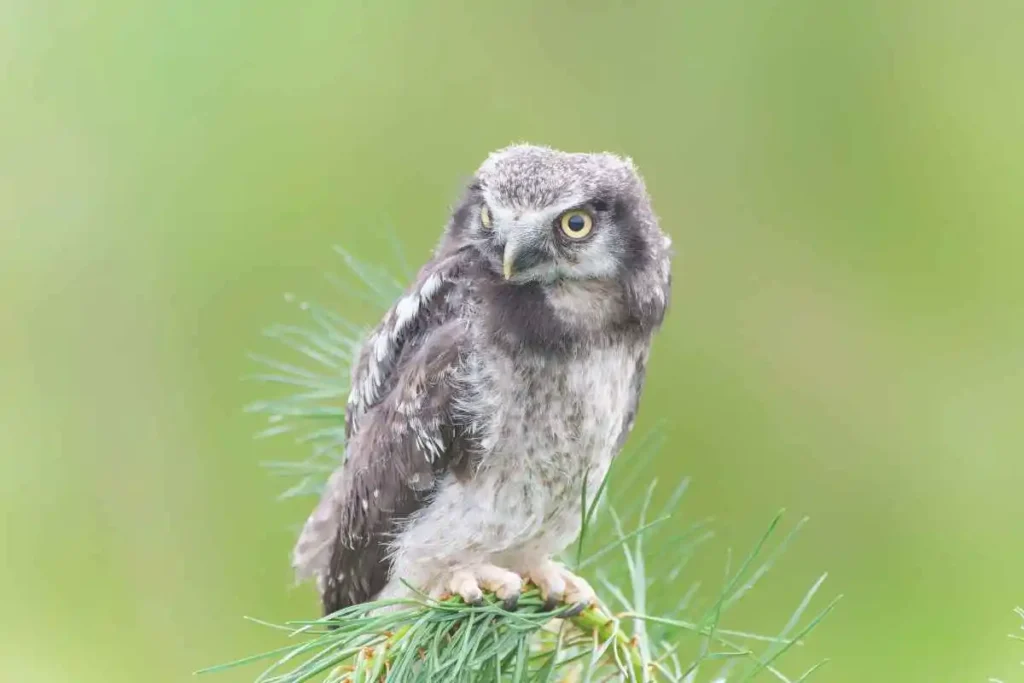 Exploring Different Owl Species Around the World