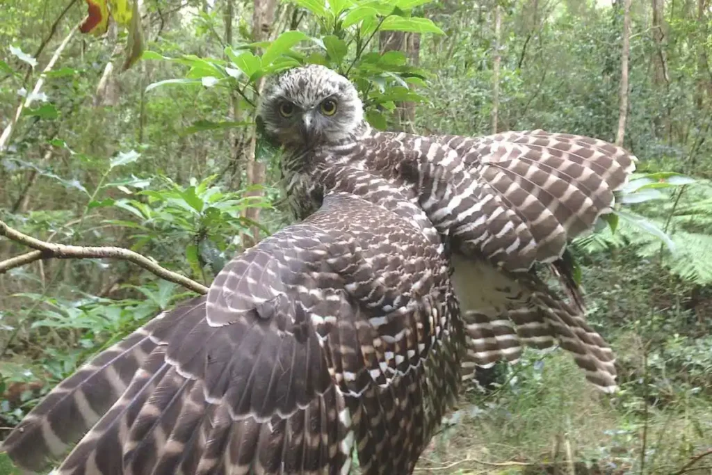 Exploring Different Owl Species Around the World