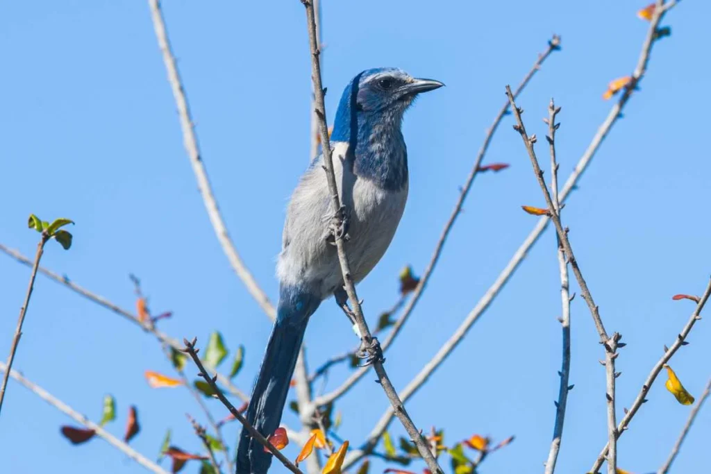 How to Spot Rare Bird Species in Your Area