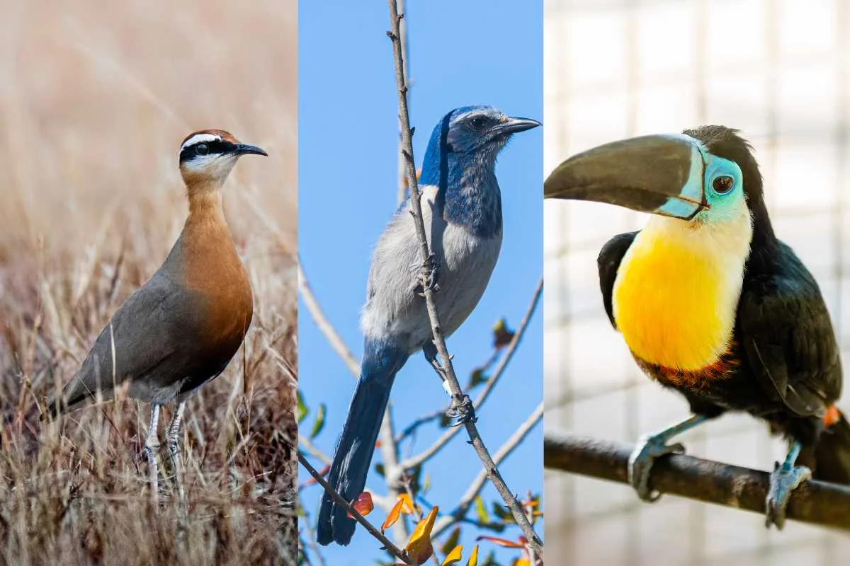 How to Spot Rare Bird Species in Your Area