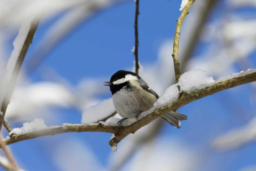 Top Tips for Winter Birdwatching