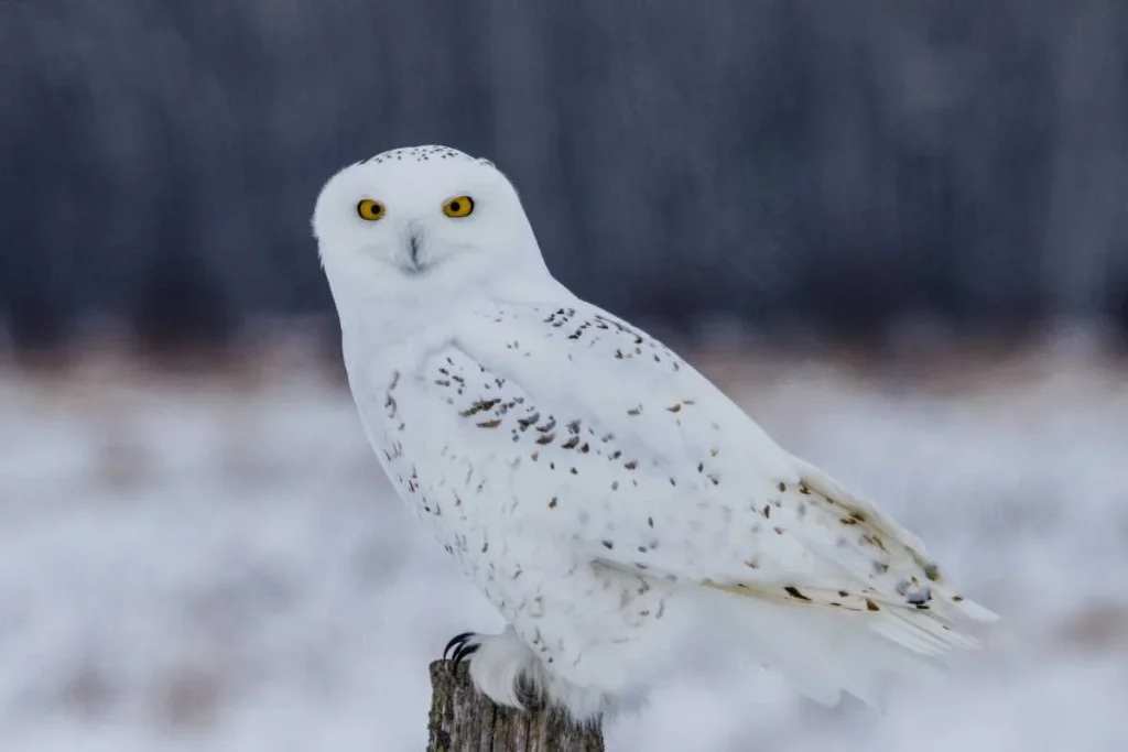 Top Tips for Winter Birdwatching