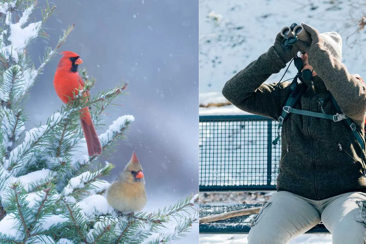 Top Tips for Winter Birdwatching