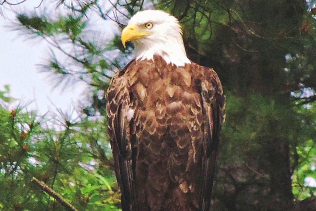 Unveiling the Birds of Prey in Michigan