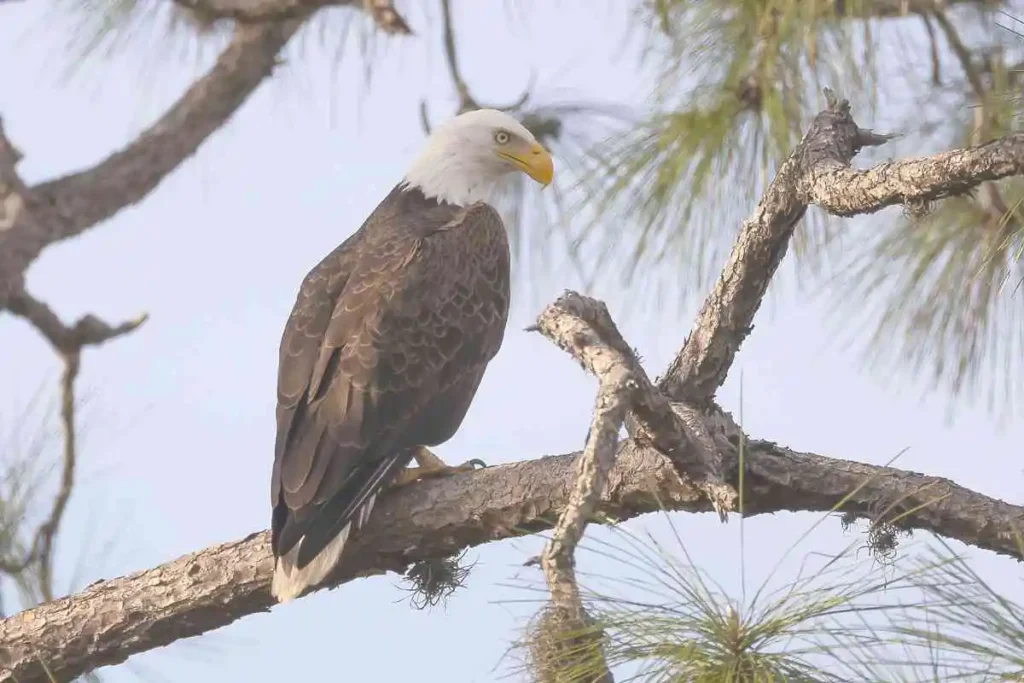 Exploring Florida Birds of Prey