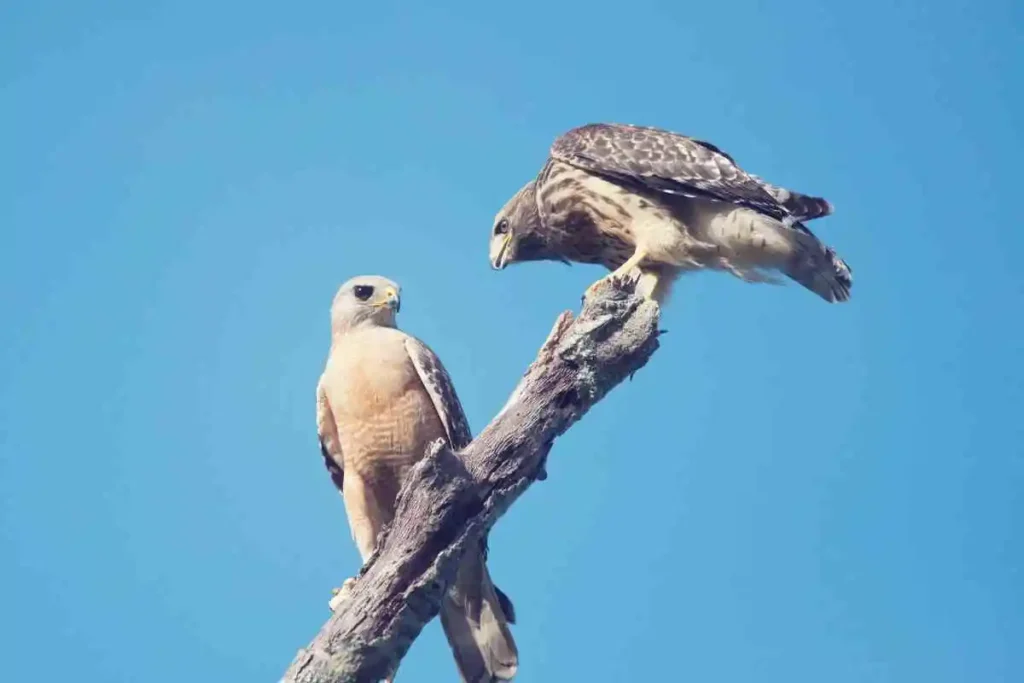 Exploring Florida Birds of Prey